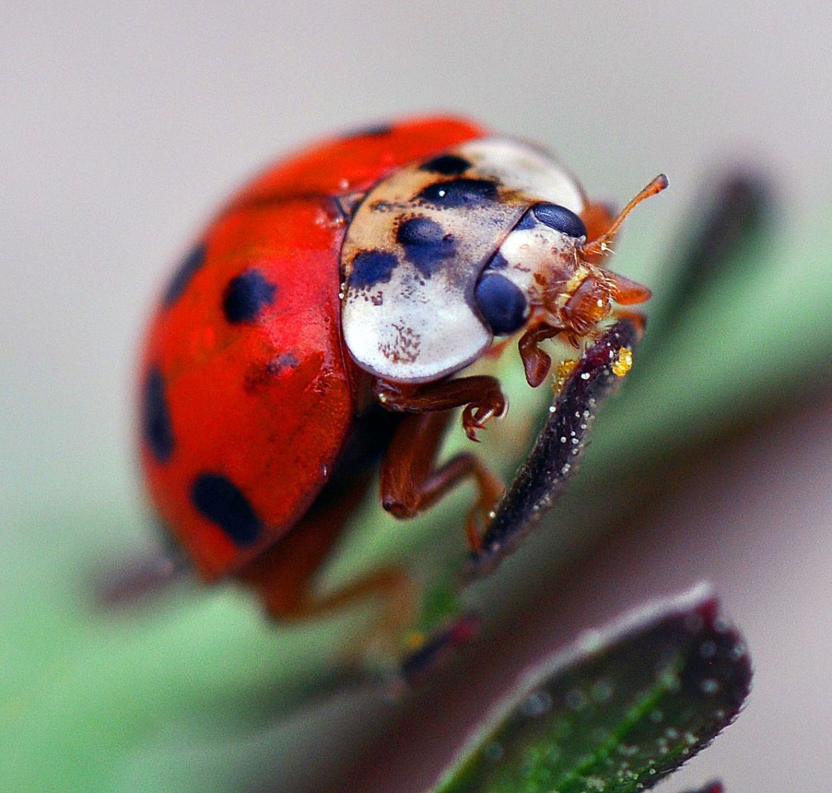 Глаза Божьей коровки