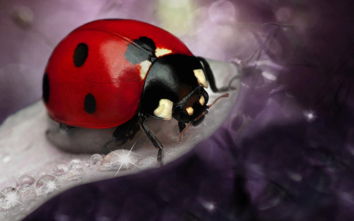 Божьи коровки