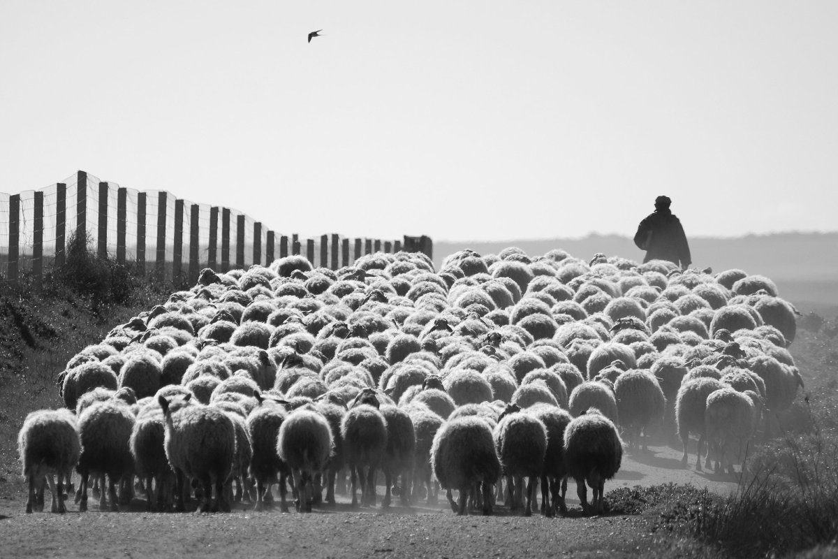 Человек стадное животное