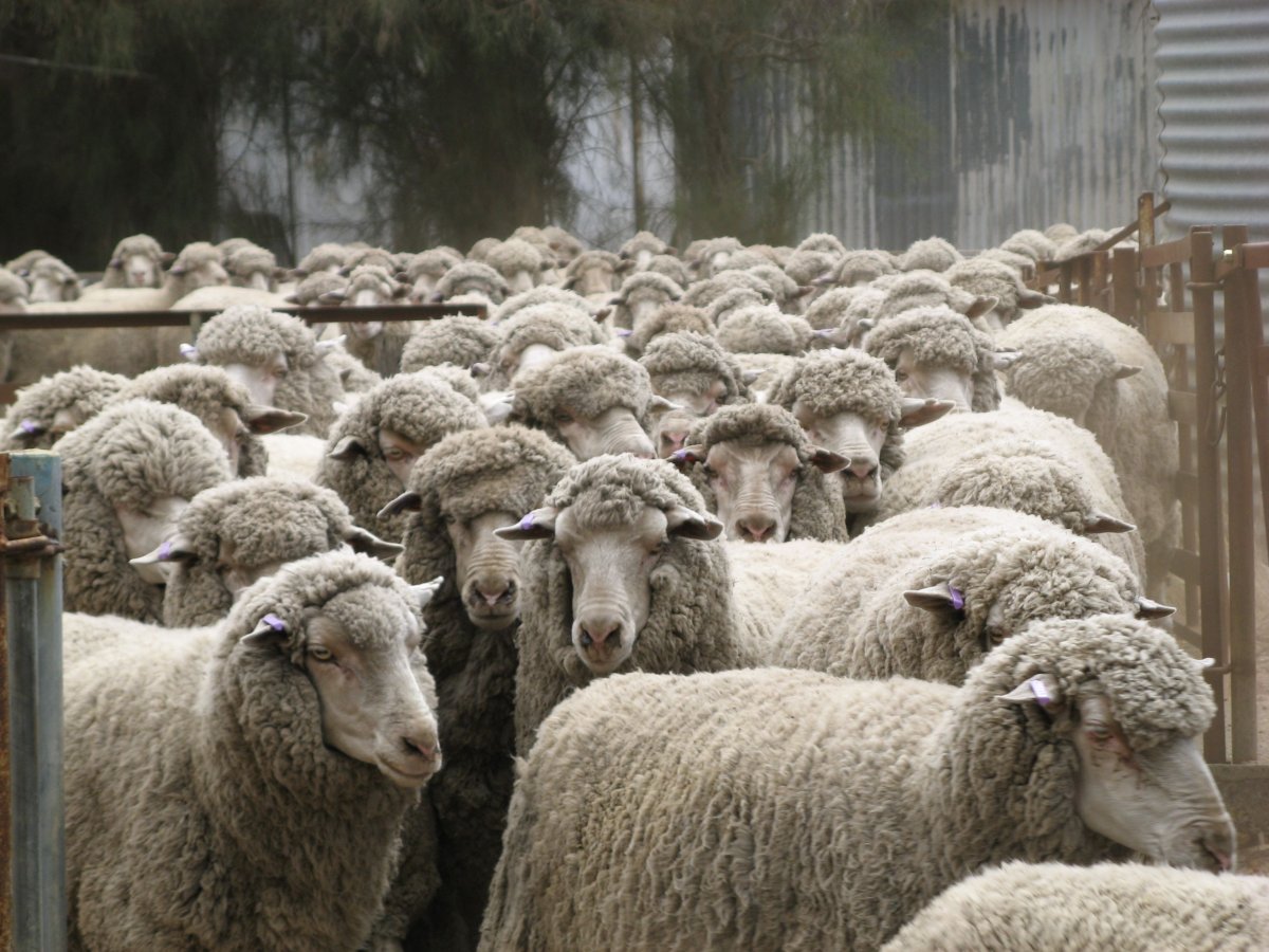 Баран живой