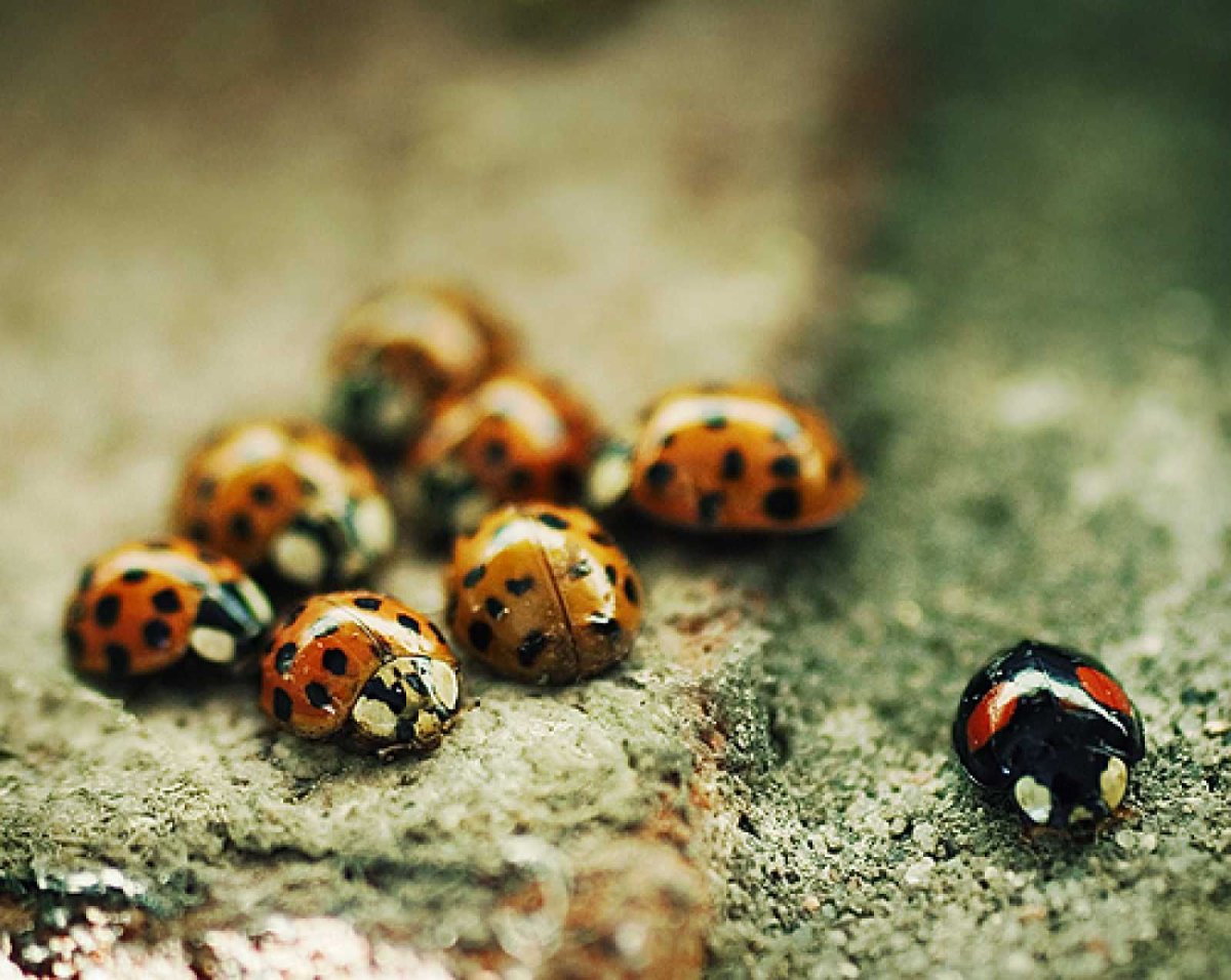 Божья коровка удивительная