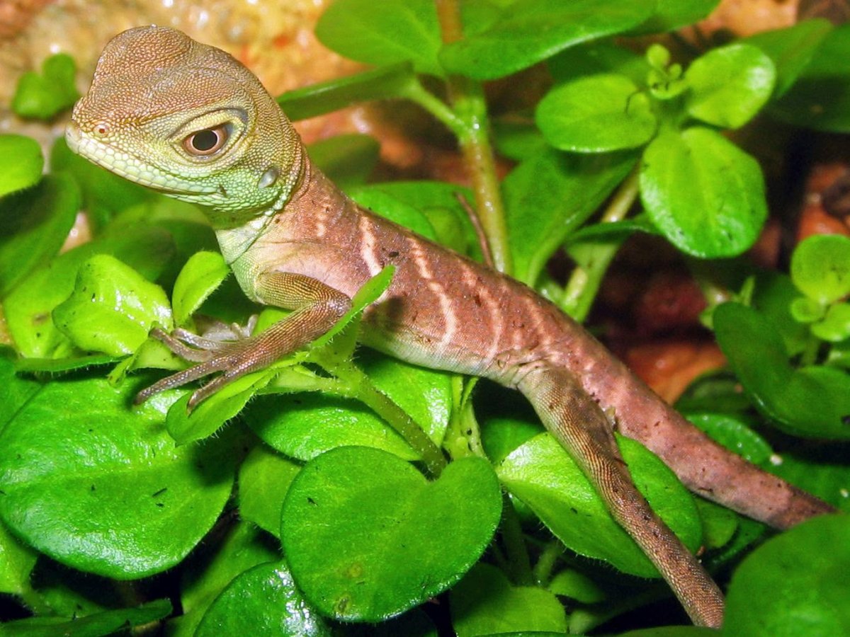 Игуана обыкновенная голубая