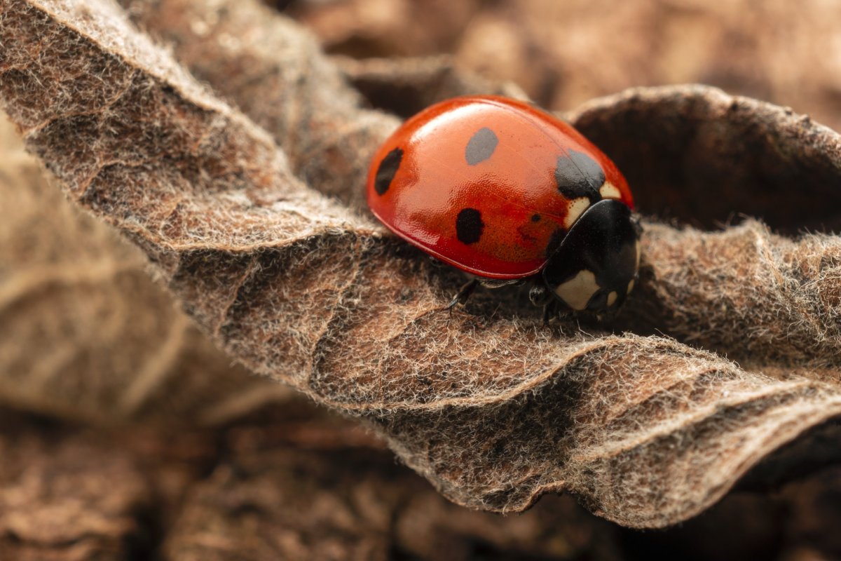 Макияж Божья коровка