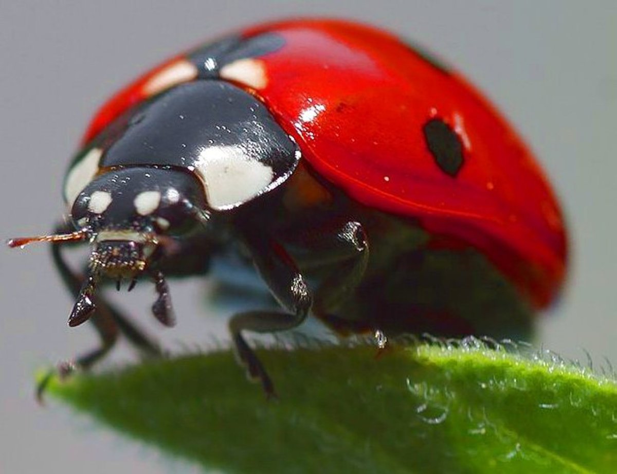 Божья коровка Harmonia axyridis