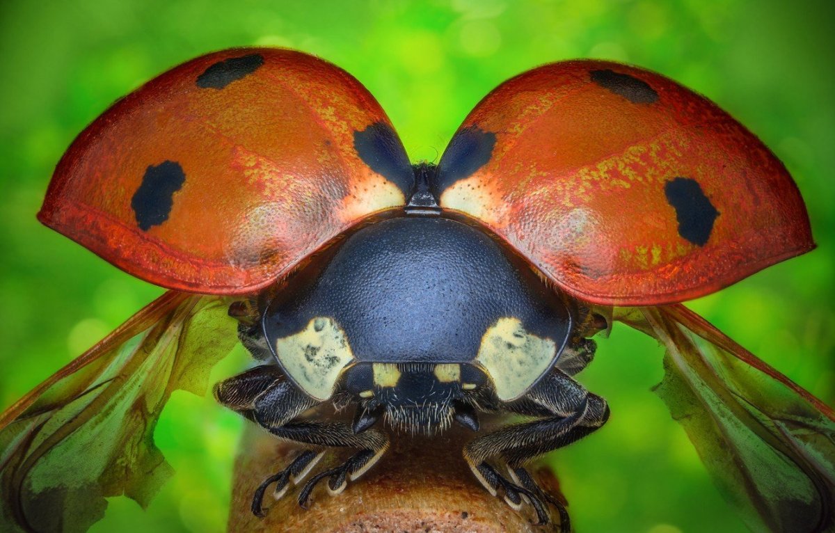 Макросъёмка Божья коровка