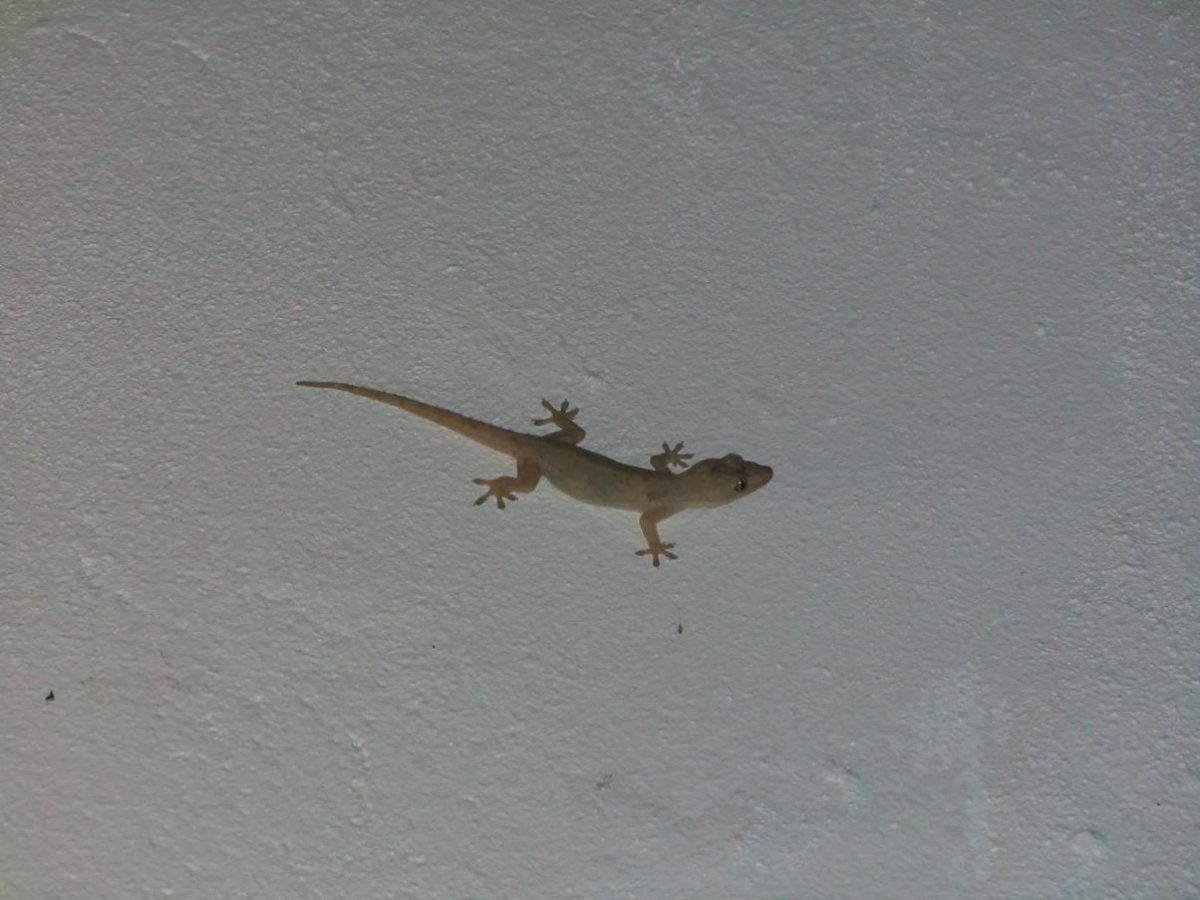 Ящерица Молох спаривание