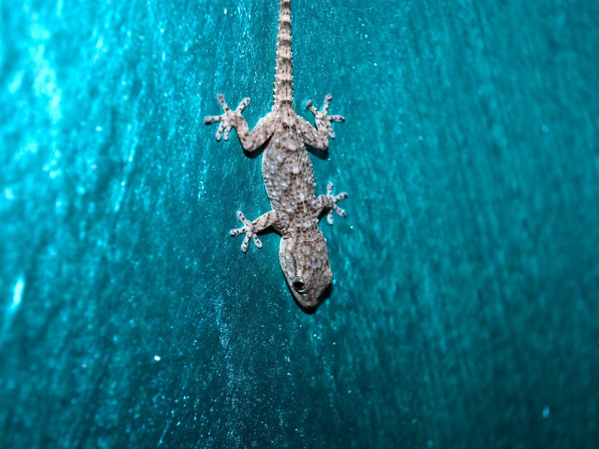 Ящерицы Мальдивских островов