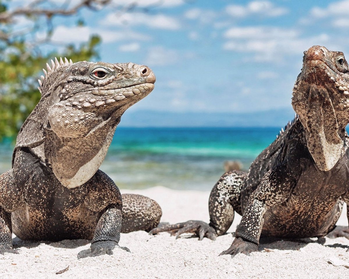 Ящерицы на мальдивах