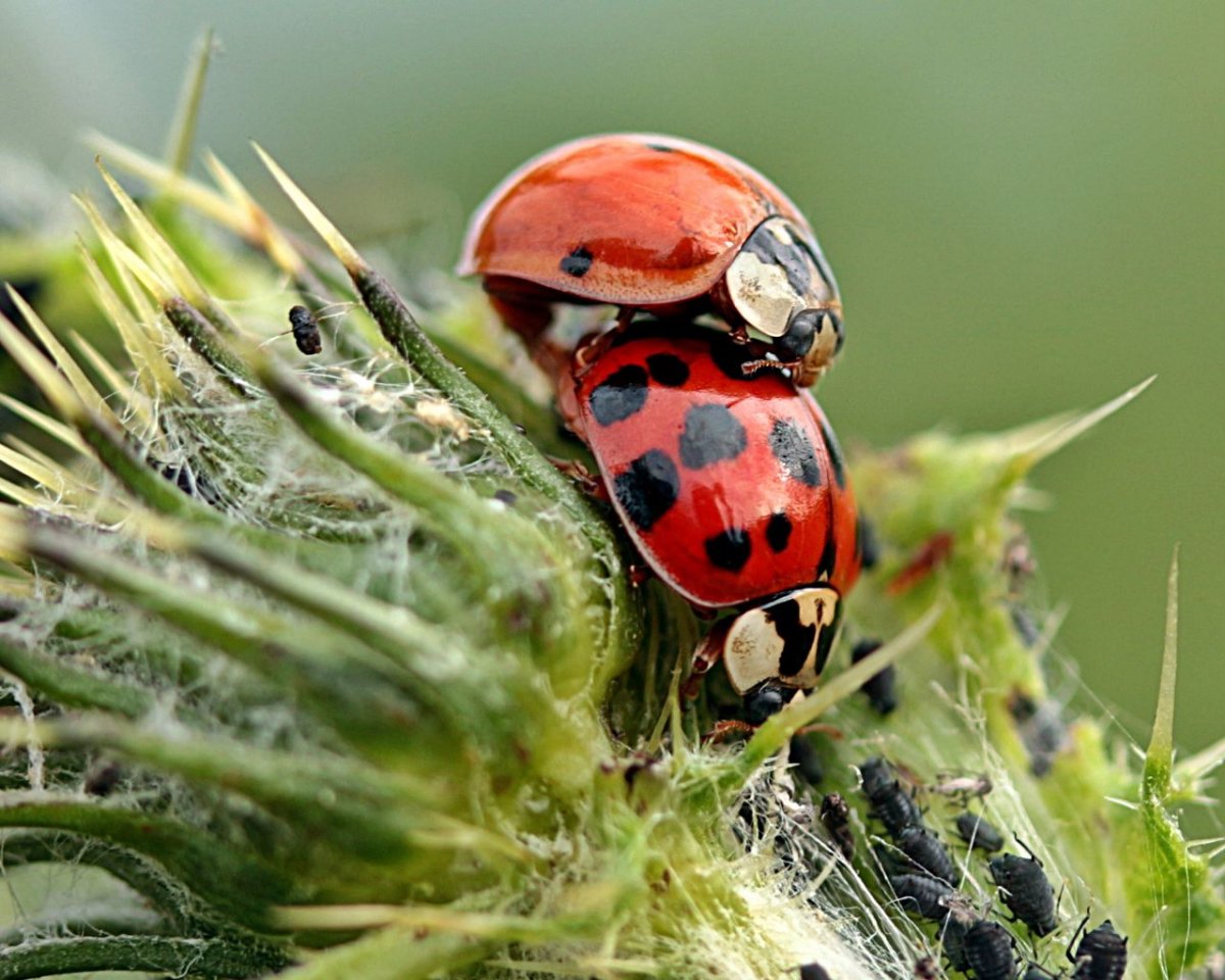 Лицо Божьей коровки