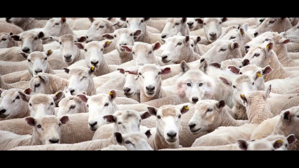 Стадо Баранов