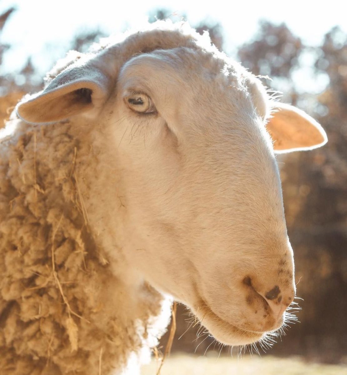 Овечья морда