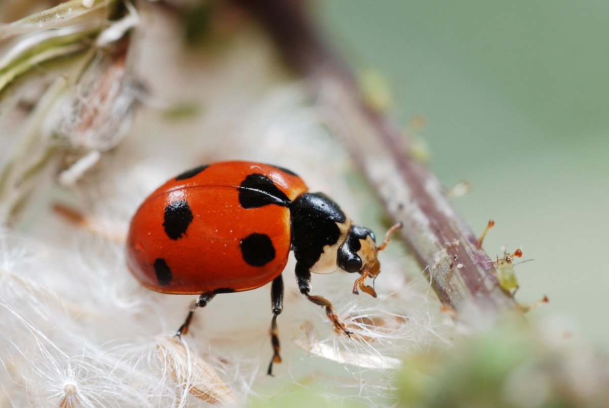 Коровка одиннадцатиточечная