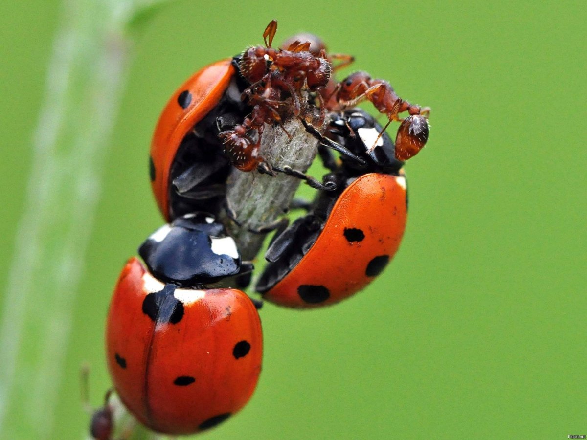Жвалы Божьей коровки