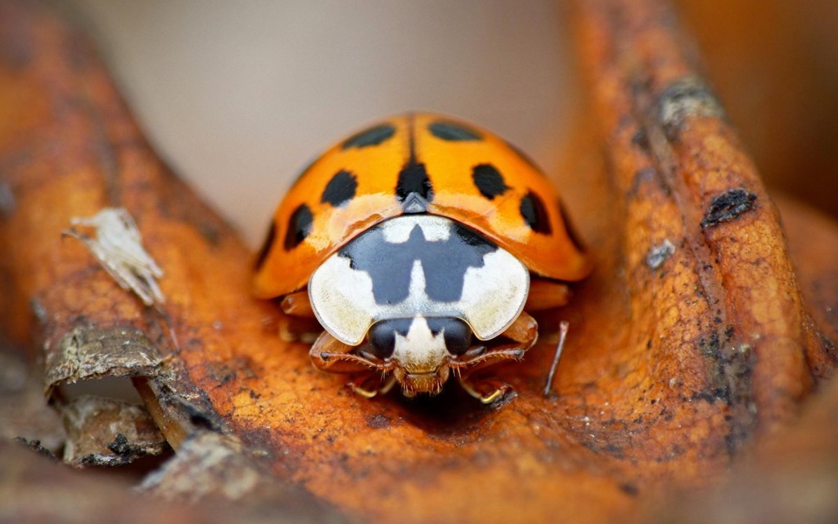 Божьи коровки