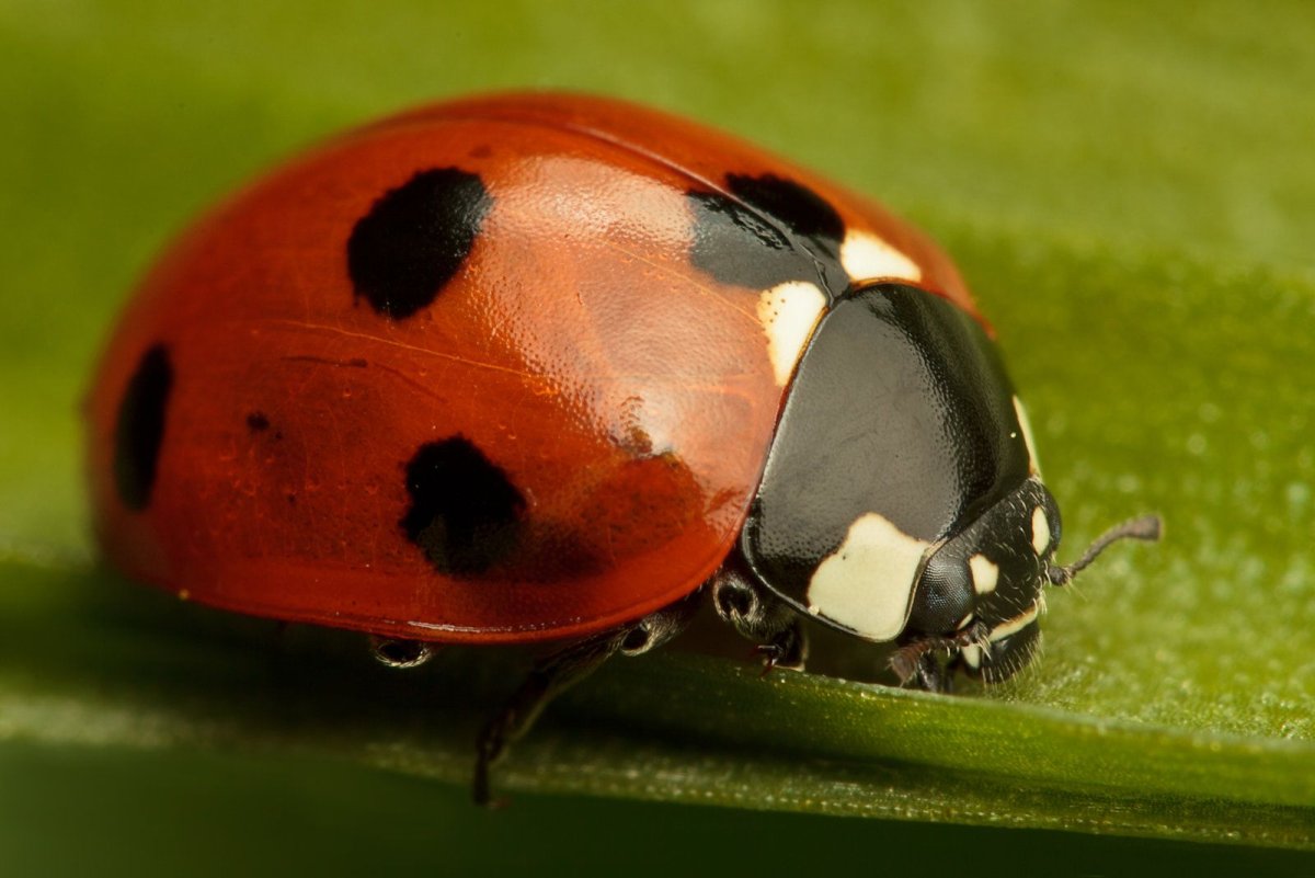 Божья коровка референс