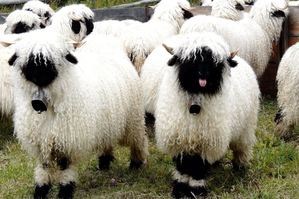 Овцы породы Valais Blacknose