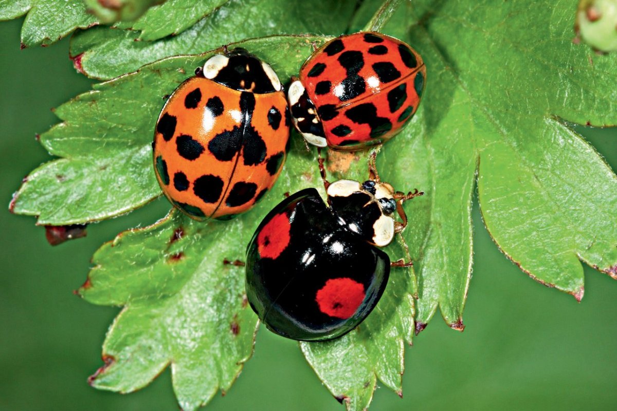 Азиатская Божья коровка (Harmonia axyridis)