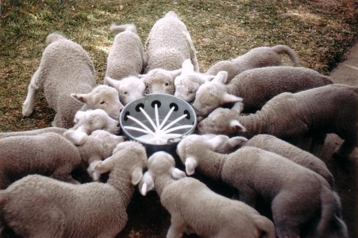 Воспроизводство стада овец