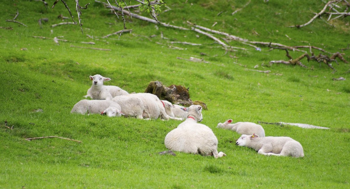 Барашки трава