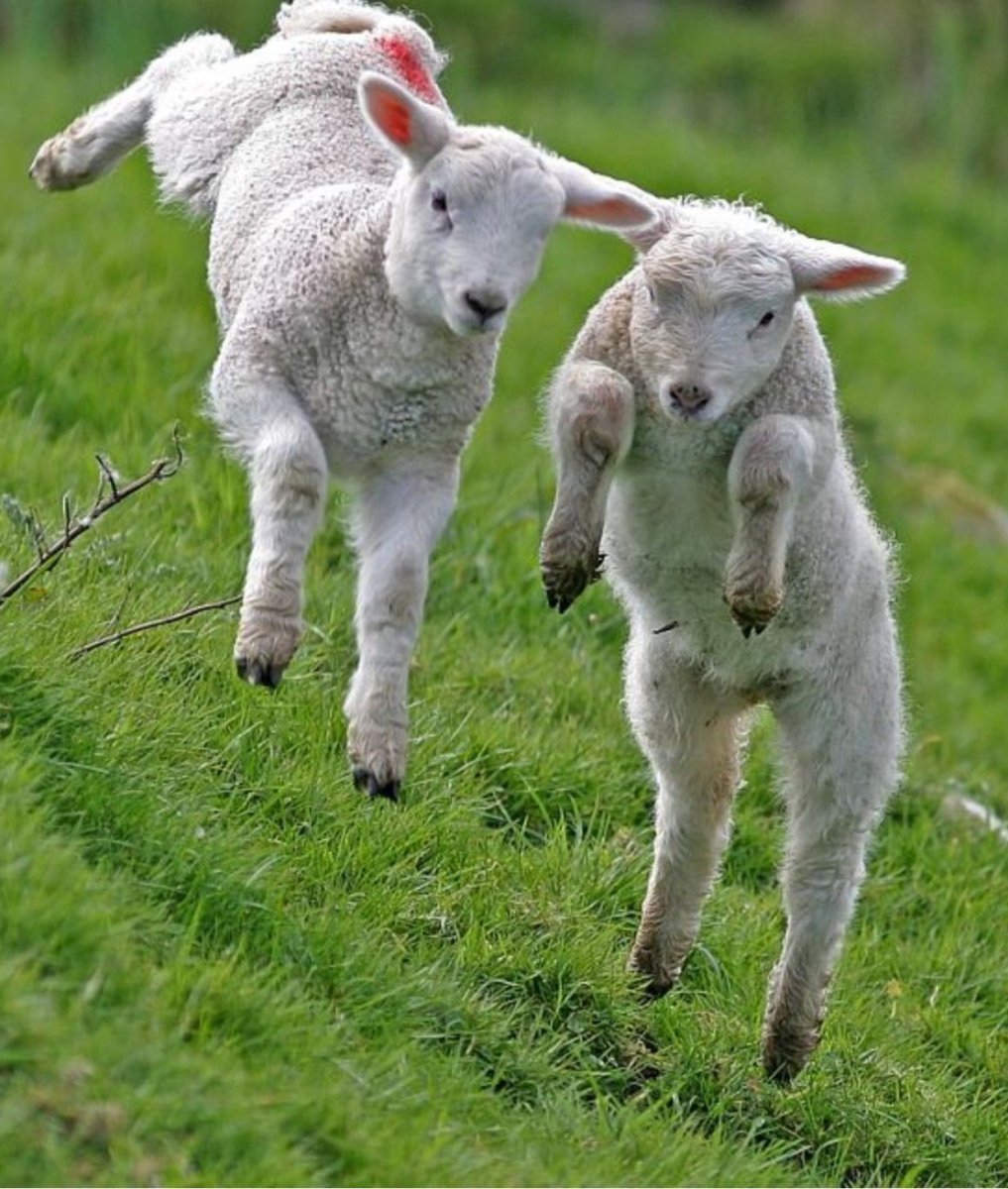 Ягнята козлята