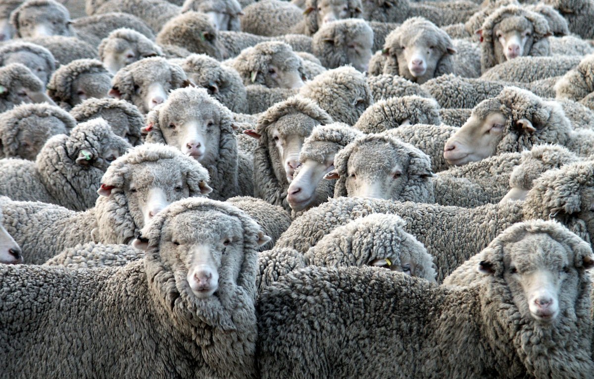 Сельское хозяйство овцы