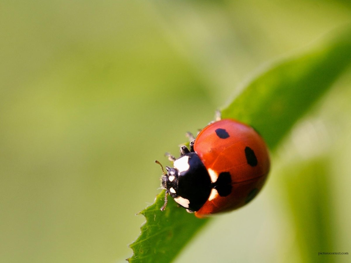 Зеленая Божья коровка