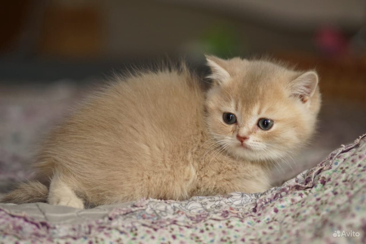 Золотистая шиншилла