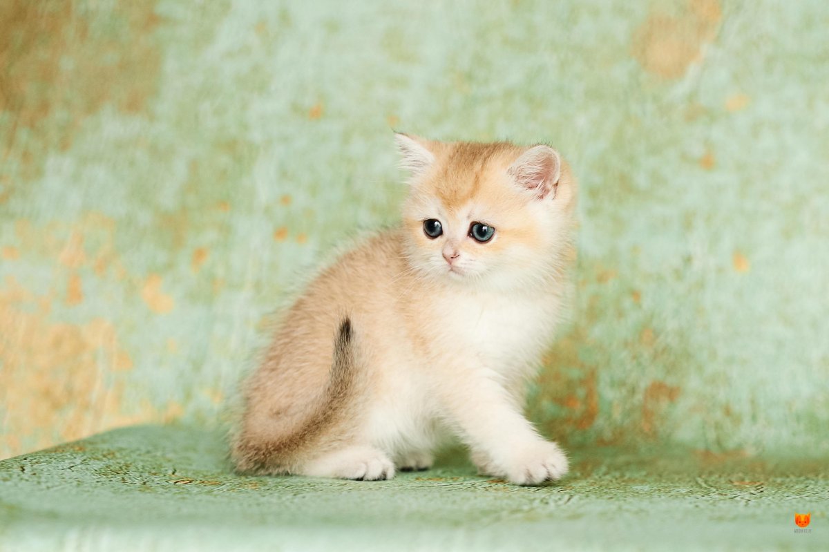 Золотая шиншилла табби