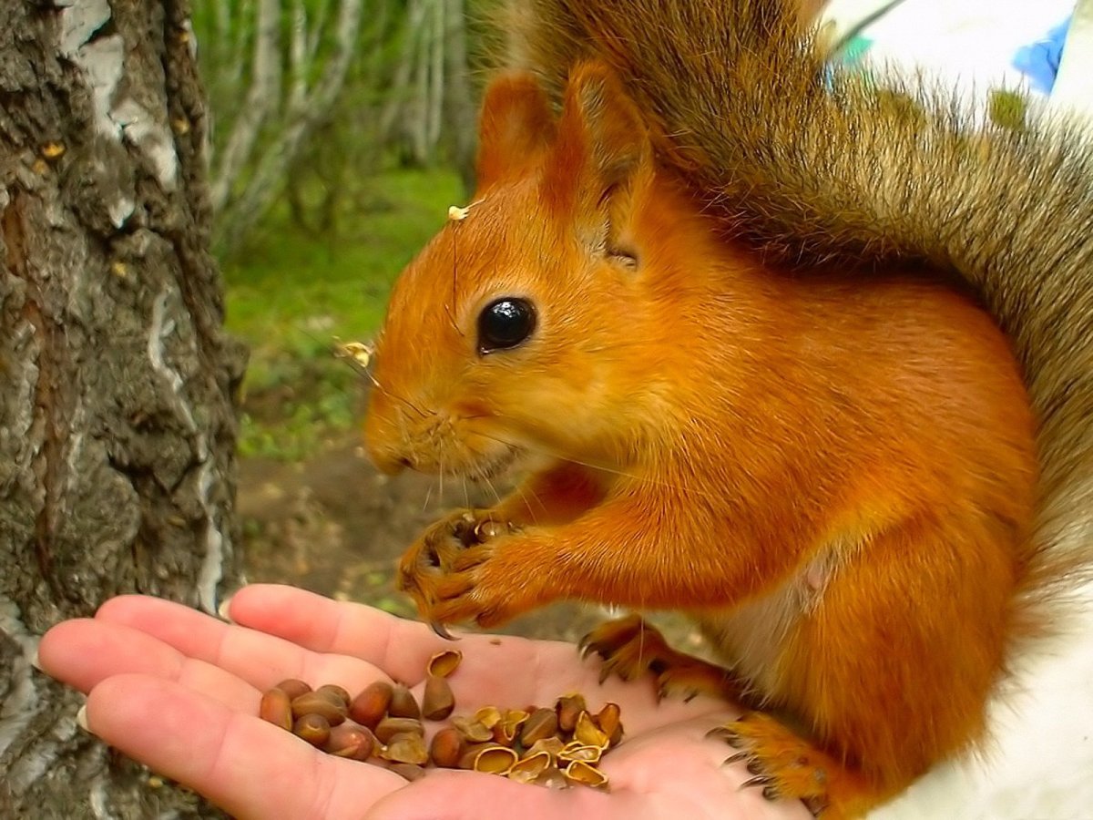 Филевский парк белки