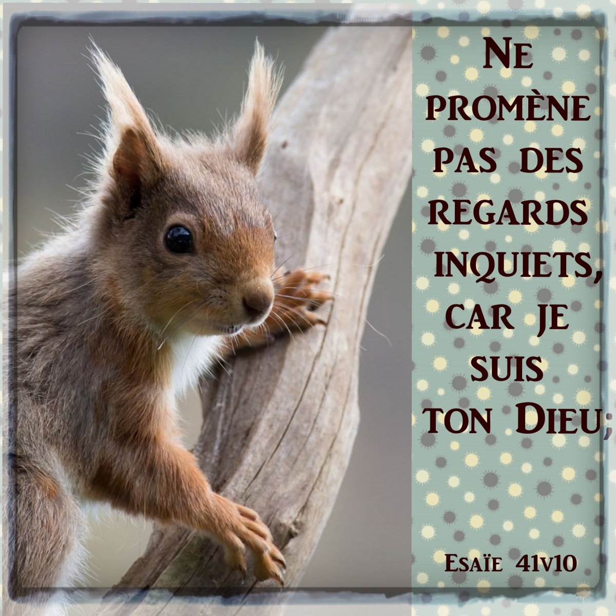 Дикие животные белка