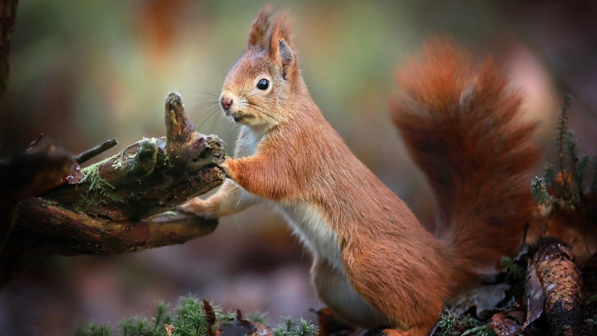 Европейская белка