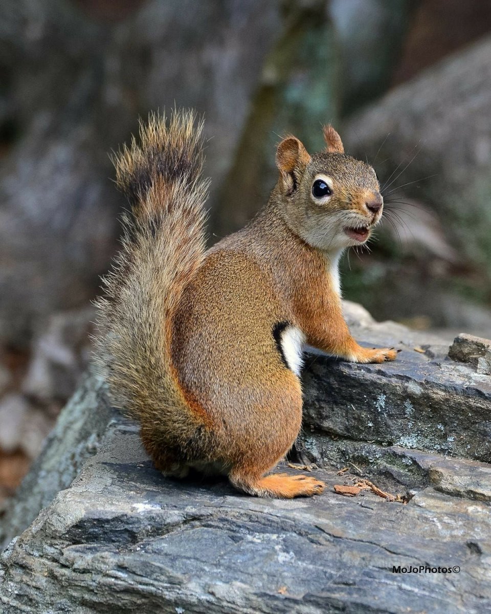 Дикие животные белка