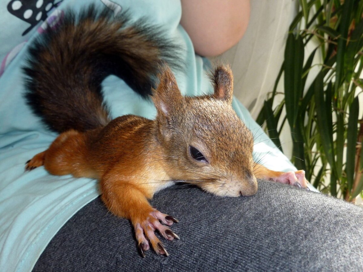 Декоративные белочки