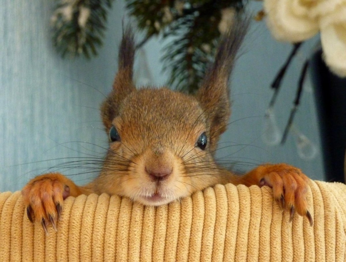 Домашняя белка