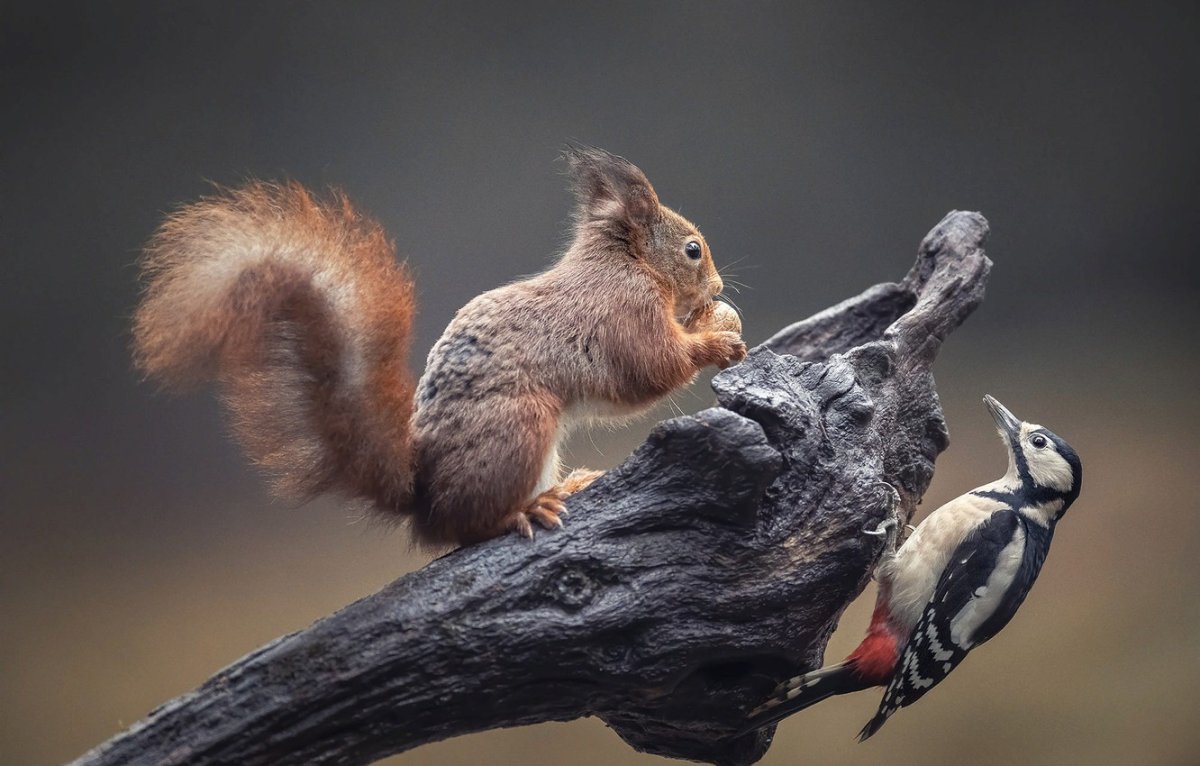 Белка и птичка