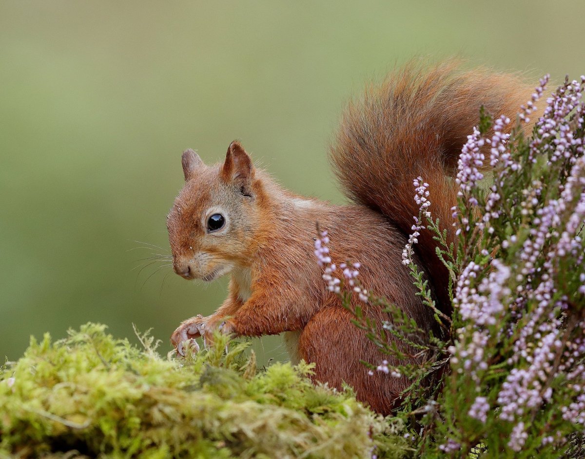 Пёстрая белка