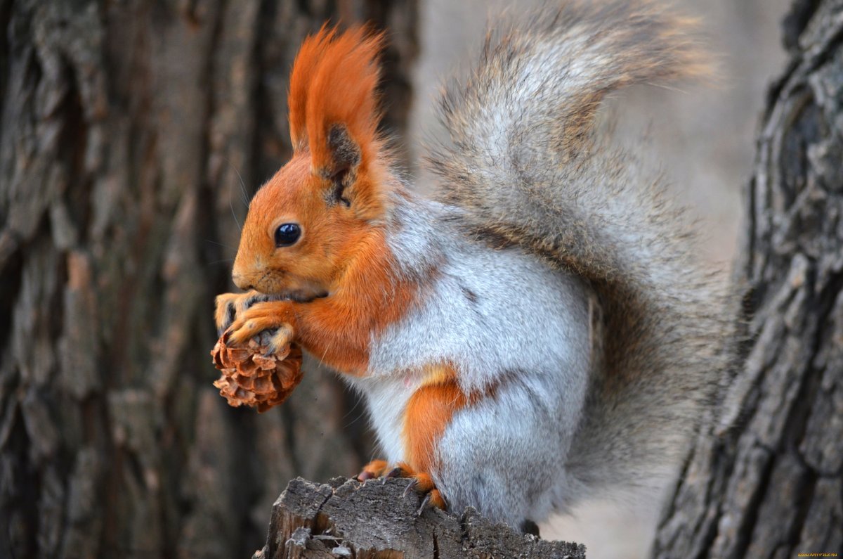 Белка кушает орешки