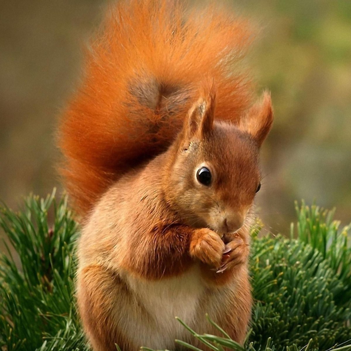 Оранжевая белка