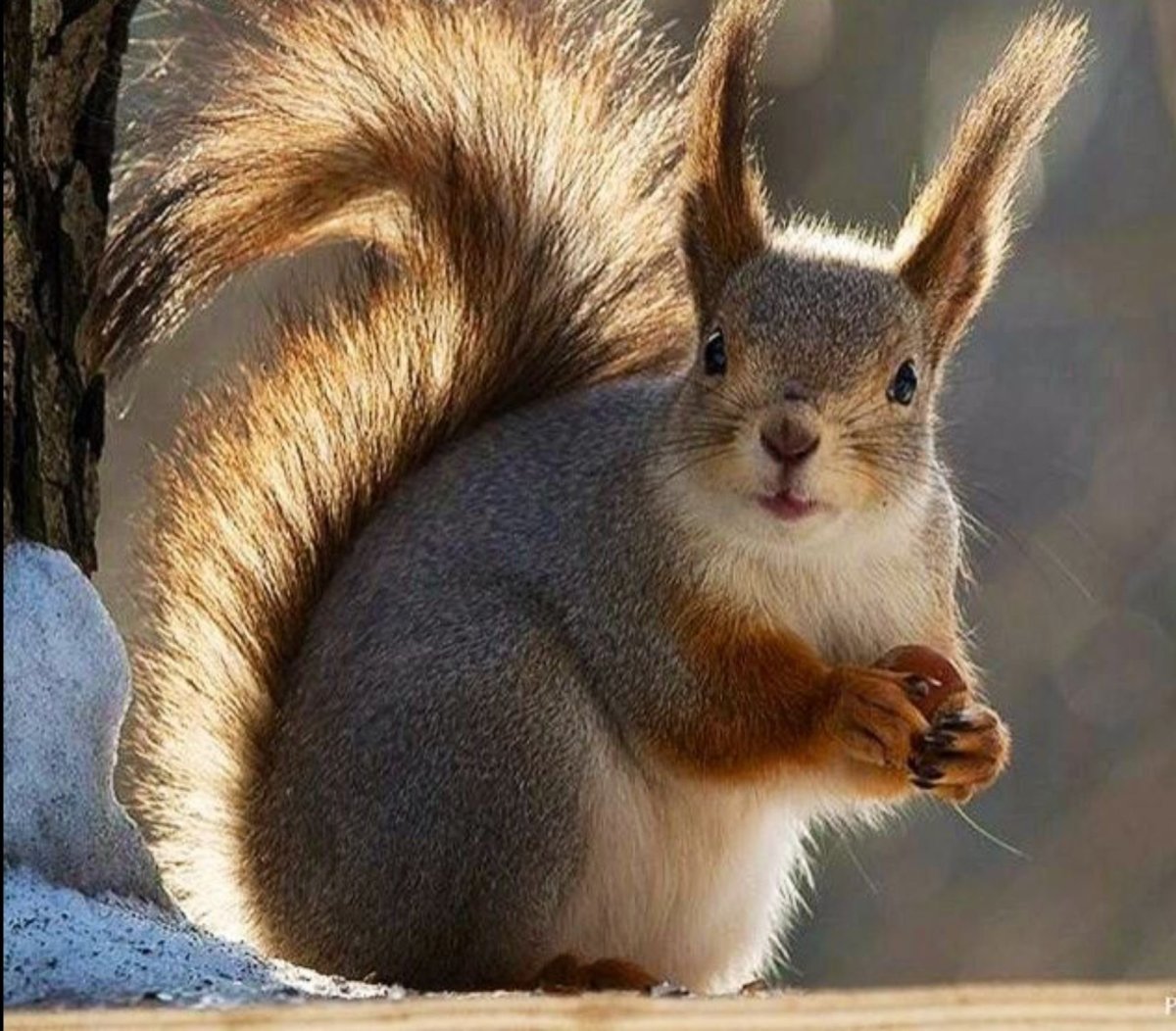 Белка по японски