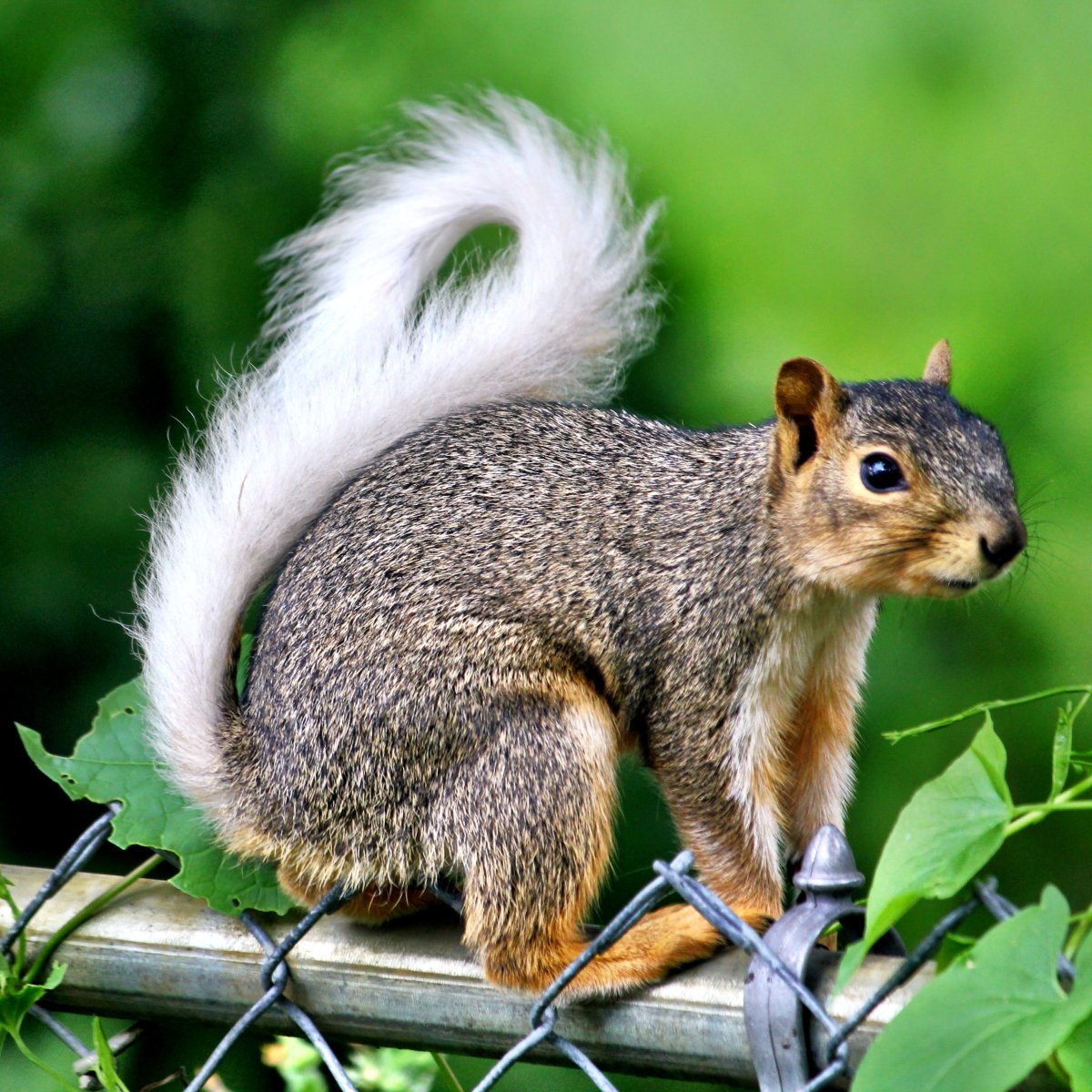 Супер белка