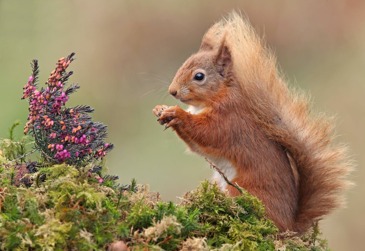 Белочка весной