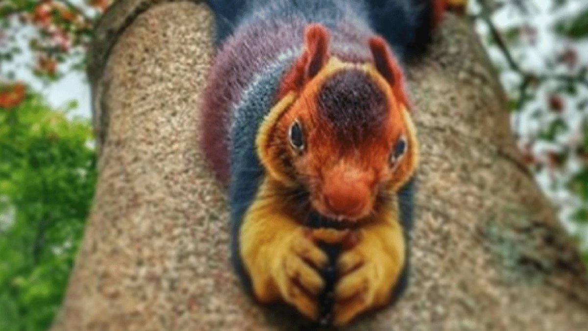 Гигантская Радужная белка