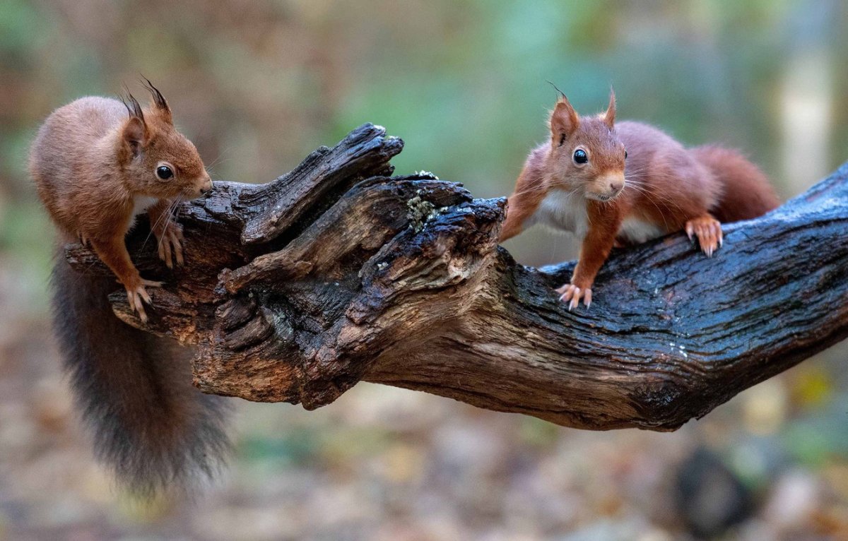 Белка на дереве осенью