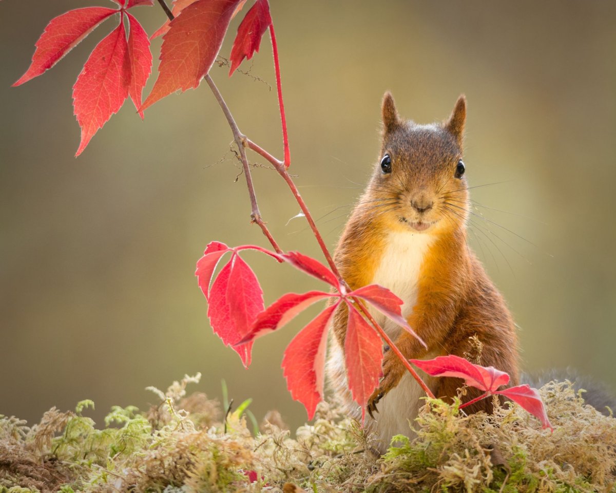 Белка пинтереста