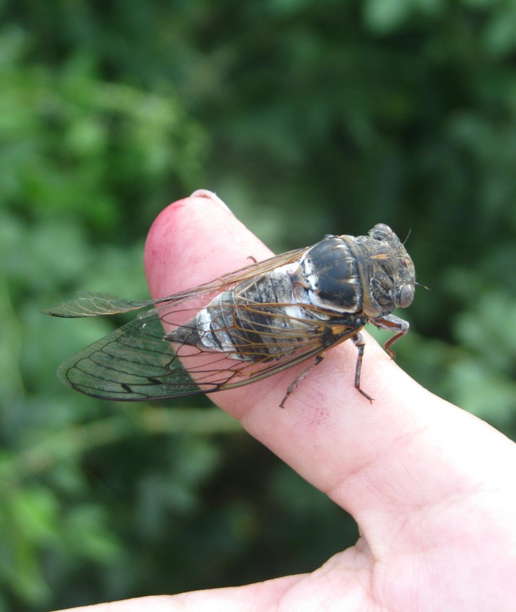 Цикада Черноморская