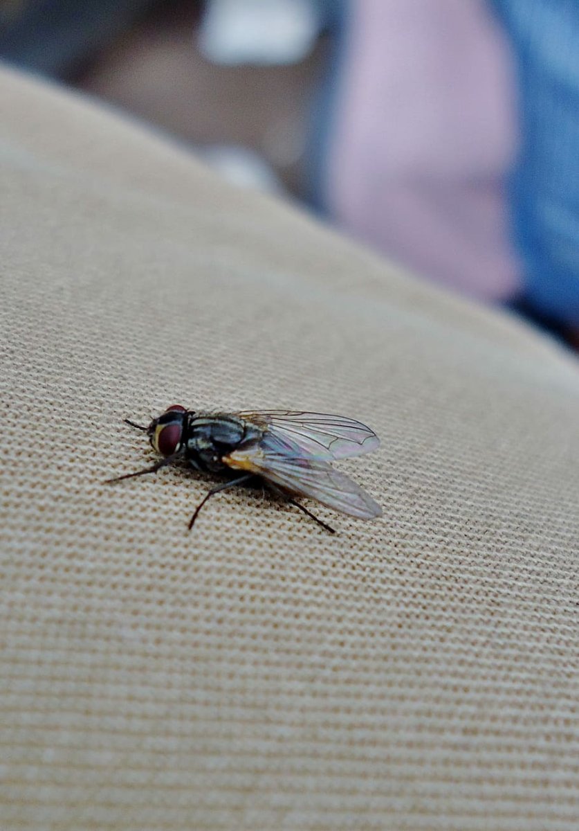 Летающие насекомые