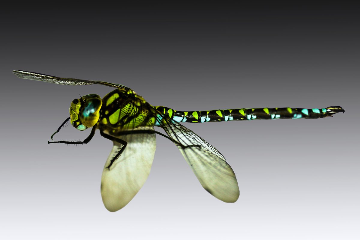 Демуазель Стрекоза