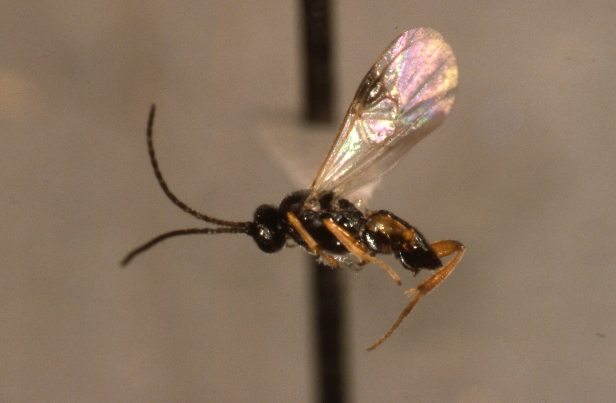 Маленькие летающие насекомые