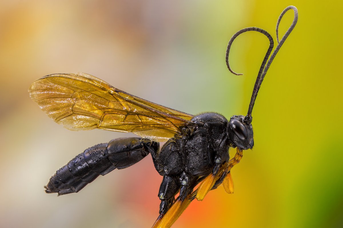 Оса Линдхаген