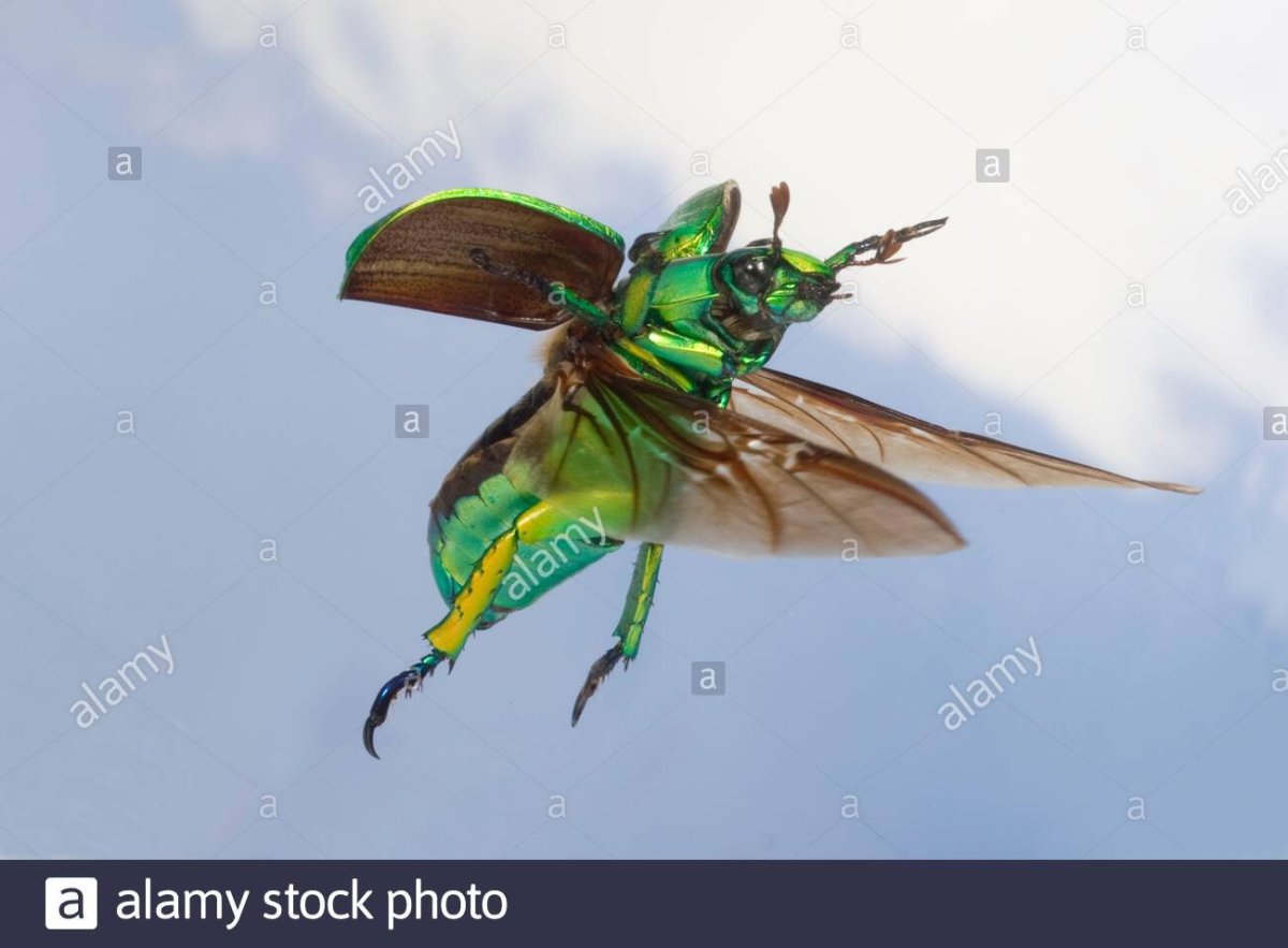 Жук Рогач зеленый в полёте